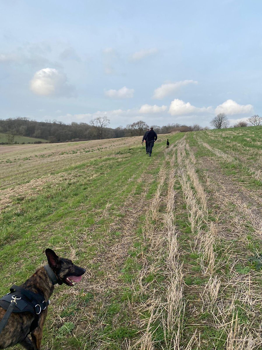 BCHPoliceDogs's tweet image. GP Initial - environmental late shift started with a team track PDs Obi, DeeDee &amp;amp; Troy worked effectively to locate 3 suspects... Were are grateful to Woodhall Estate for their continued support. @ACC_Fullwood @CSuptBedsPolice #thenoseknows #policedogdevelopment #trainforreality