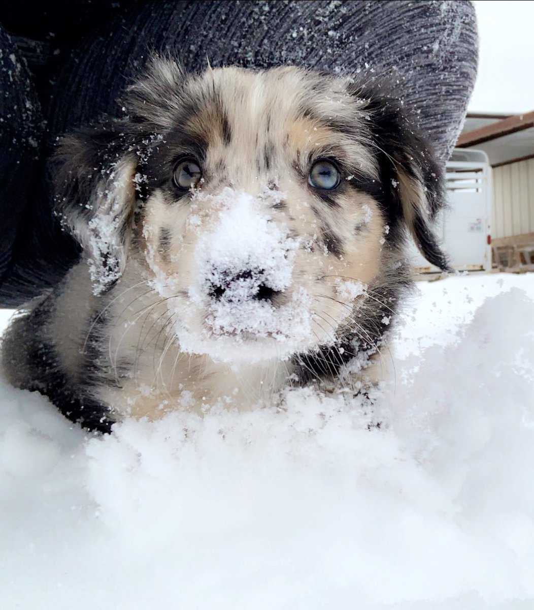 cp_xplainsitall's tweet photo. Diesels first ❄️ Snow Day. First week together & Loving it. #australianshepard #aussiepups #dogmom #westtexas #westtexassnow #odessatx https://t.co/ZamjtxYCQd