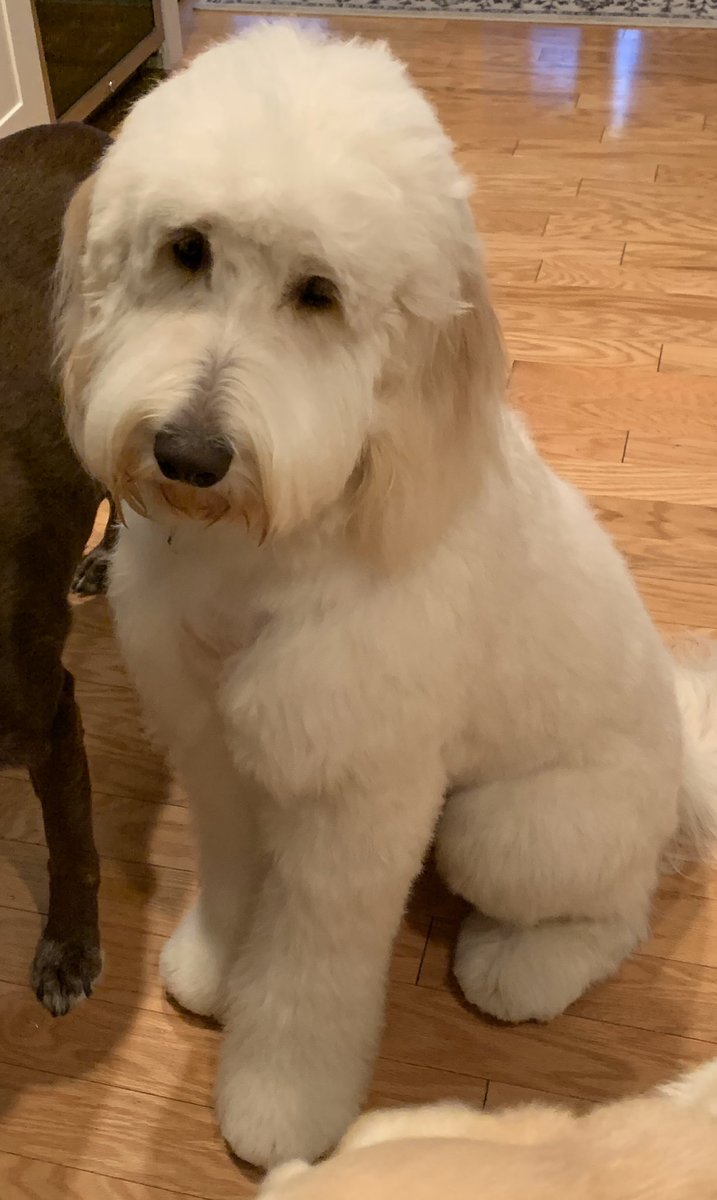 gf_jenkins's tweet photo. @JessBriganti Finnegan wants to wish you the best of luck!! https://t.co/iThKbYaA5t