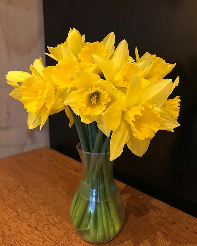 madebybeck's tweet photo. Loving my daffodils 🌼 to brighten up my kitchen! Our kitchen has been partitioned off while our building work is in progress and our kitchen is now tiny and dark! These make me smile and the promise of spring to come ... (plus dreaming of my larger k… https://t.co/SpCMuv8n4N https://t.co/yLrEmrxswI