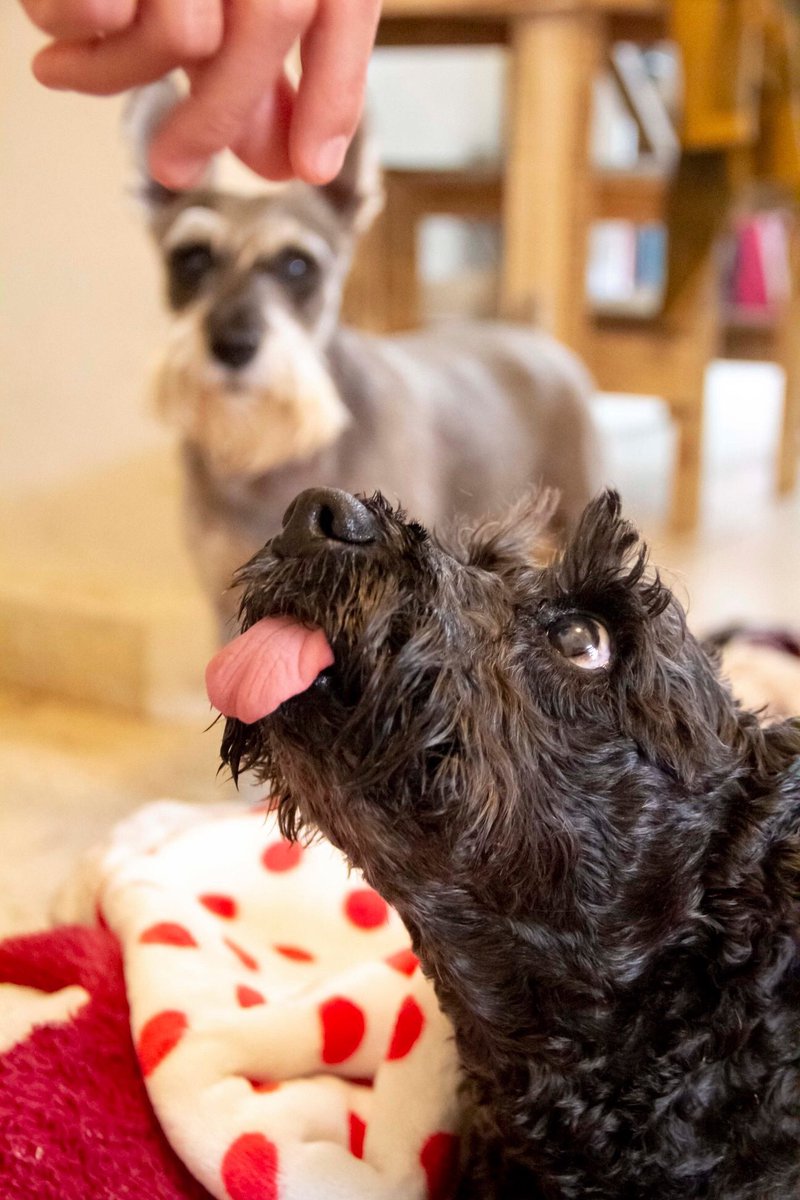 DdMorelos's tweet photo. ¡Volta tiene un compañero de viaje: se llama Austin <3!

#casavoltamx #fotoestudiocdmx #schnauzersmx https://t.co/BQdMZSXp1k