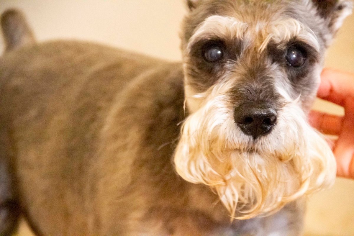DdMorelos's tweet photo. ¡Volta tiene un compañero de viaje: se llama Austin <3!

#casavoltamx #fotoestudiocdmx #schnauzersmx https://t.co/BQdMZSXp1k