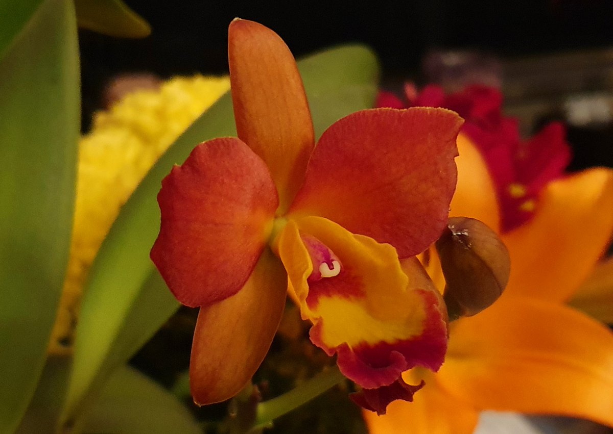 Jon_Earley's tweet photo. My Cattleya is in bloom! In a few days it will smell of Freesias #Orchid #Cattleya https://t.co/mvJq8ceAe8
