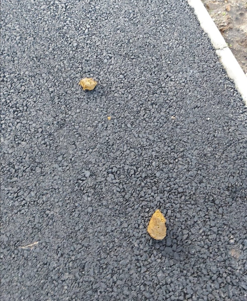 ForeglenGAA's tweet photo. 🐕💩🚫 https://t.co/MrIt0tCvqt