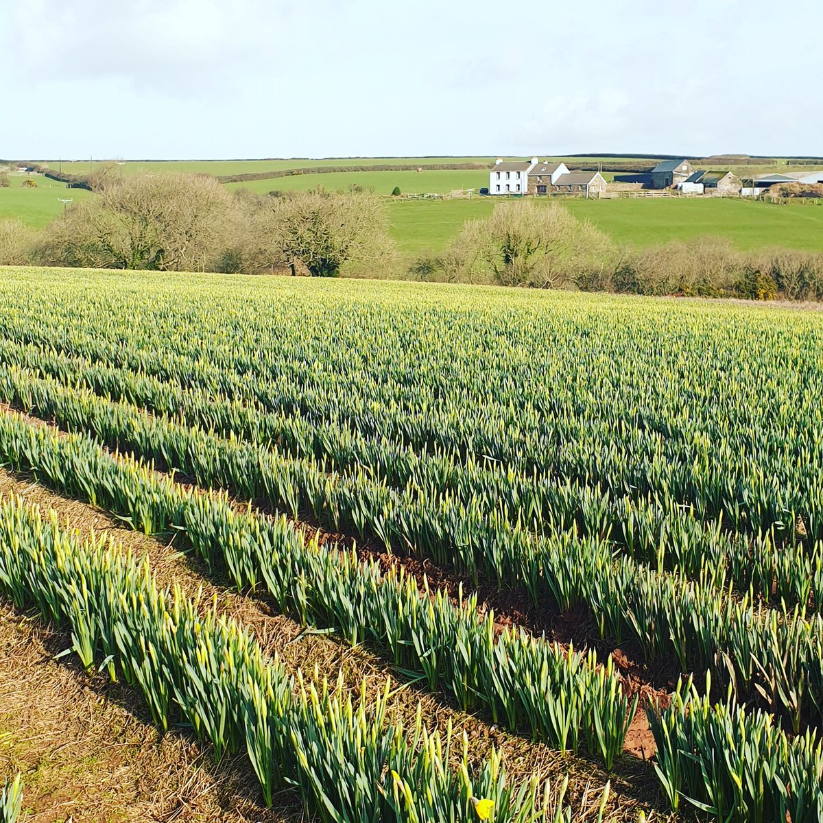 We were lucky to be treated to some blue skies here in Pembrokeshire today, so a quick trip to look at our beautiful daffodils shimmer away in the sunshine was a must 🌼💛☀️🏴󠁧󠁢󠁷󠁬󠁳󠁿
#springiscoming #welshdaffodils  #welshproduce #blasytir #pembrokeshire #wales