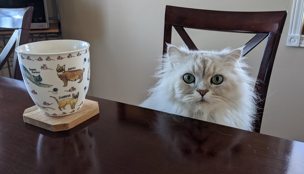 RagdollApproval's tweet photo. Good morning &amp; good afternoon! My feline friend decided I had enough coffee I guess. 😂

#Purrs4peace #CatsOfTwitter https://t.co/vp4I2FMsXJ