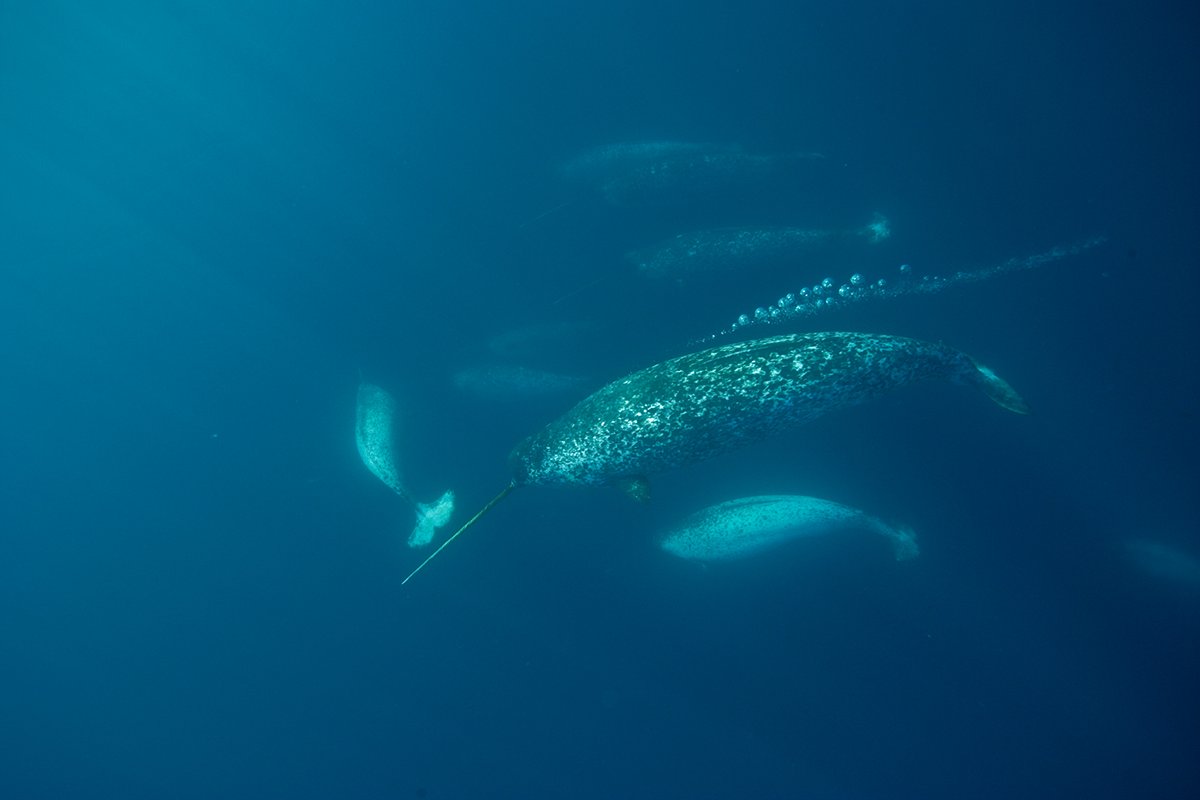 Male narwhal gathering to eat cod in the spring at the Arctic Bay floe edge in Lancaster Sound, Nunavut, Canada.