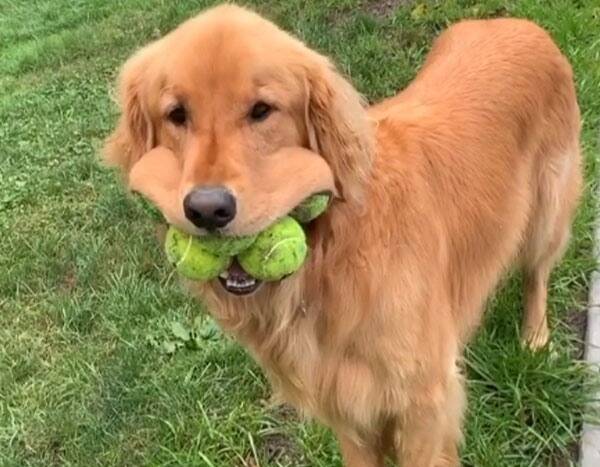 This pup broke a record breaking and fit SIX tennis balls in his mouth. 10/10 would pet and feed him all of the treats. eonli.ne/31rqfoi
