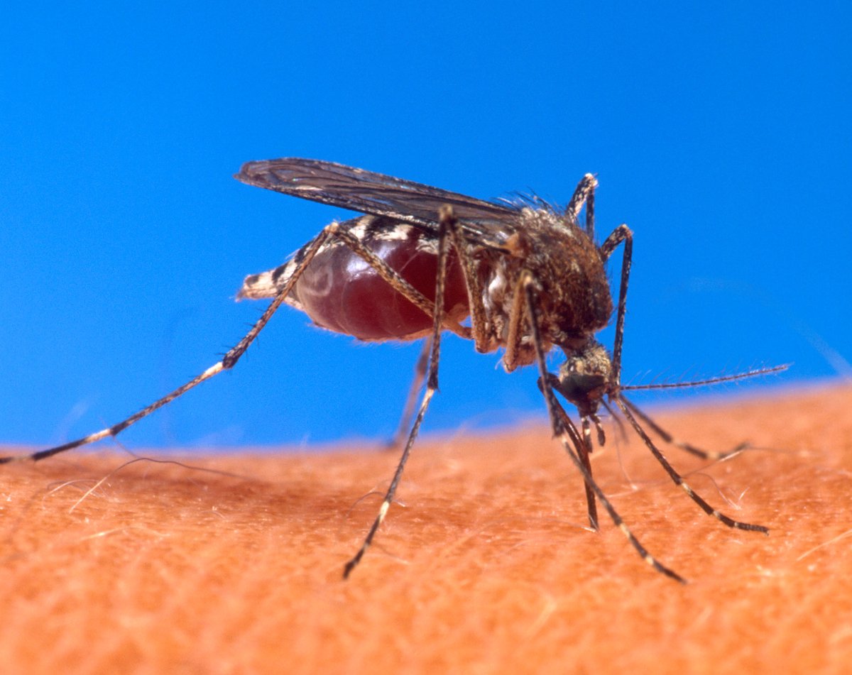 TangiMosquito's tweet photo. What are the stages of the mosquito life cycle? What does a mosquito larva actually look like? What's a proboscis? Find out the answers to these questions and more on our mosquito life cycle page! https://t.co/9w1RM1lOfB

#tmad #mosquito #lifecycle #knowyourenemy https://t.co/txU6F4A5Tl