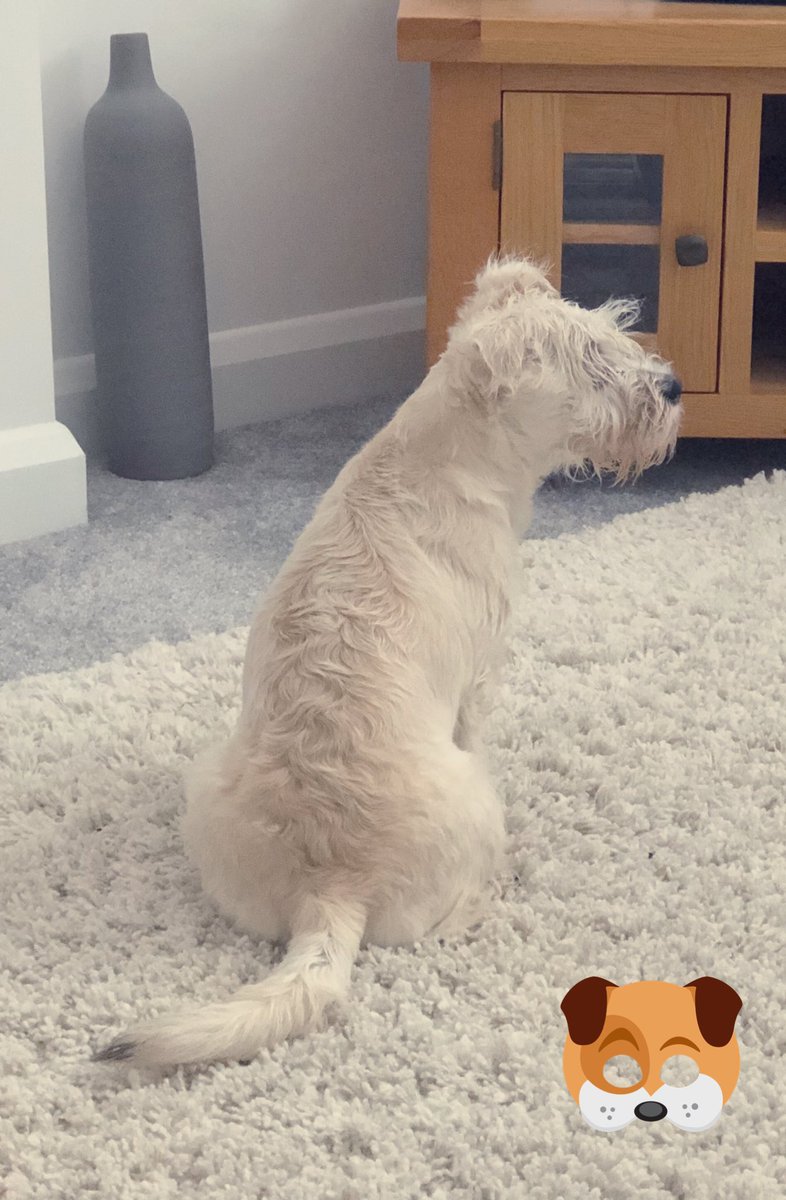 suzannehyde67's tweet image. After a bath #Schnauzer #thoseeyebrows #thatbeard #doglife #doglove #goodboy #cleanbeauty #fresh #myboy 🐶🐾🤎🛁