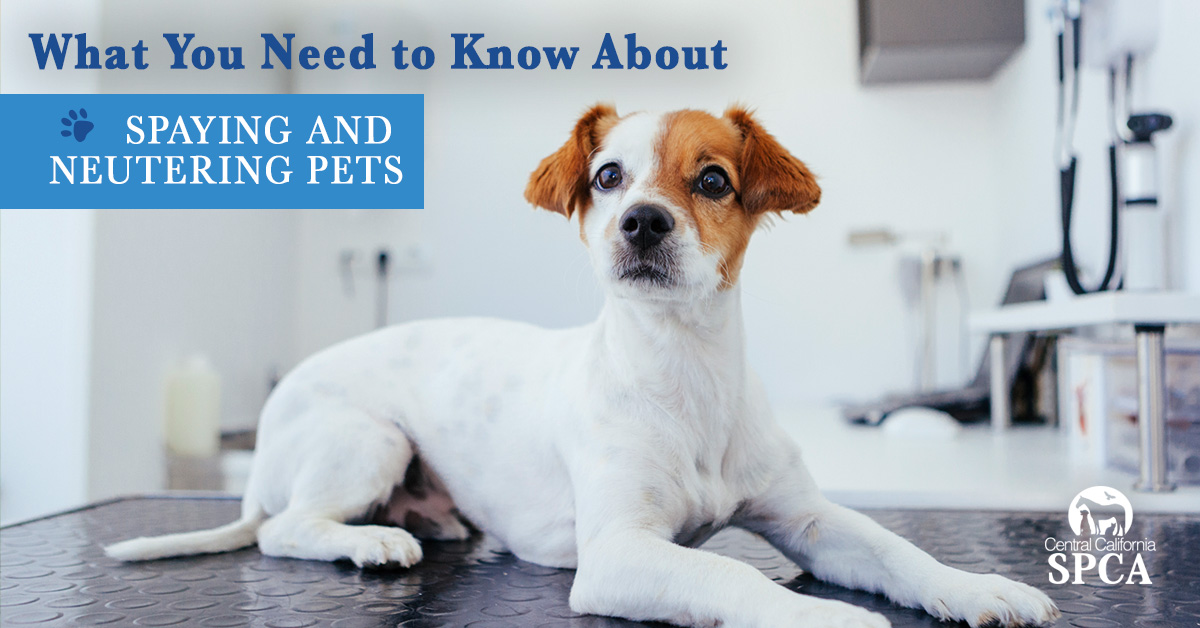 Central CA SPCA tweet media