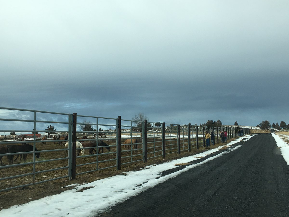 German horse trainers visit BLM Oregon corral, selecting nearly 50 horses that will eventually find homes in Europe ow.ly/2CYy50yeyoi