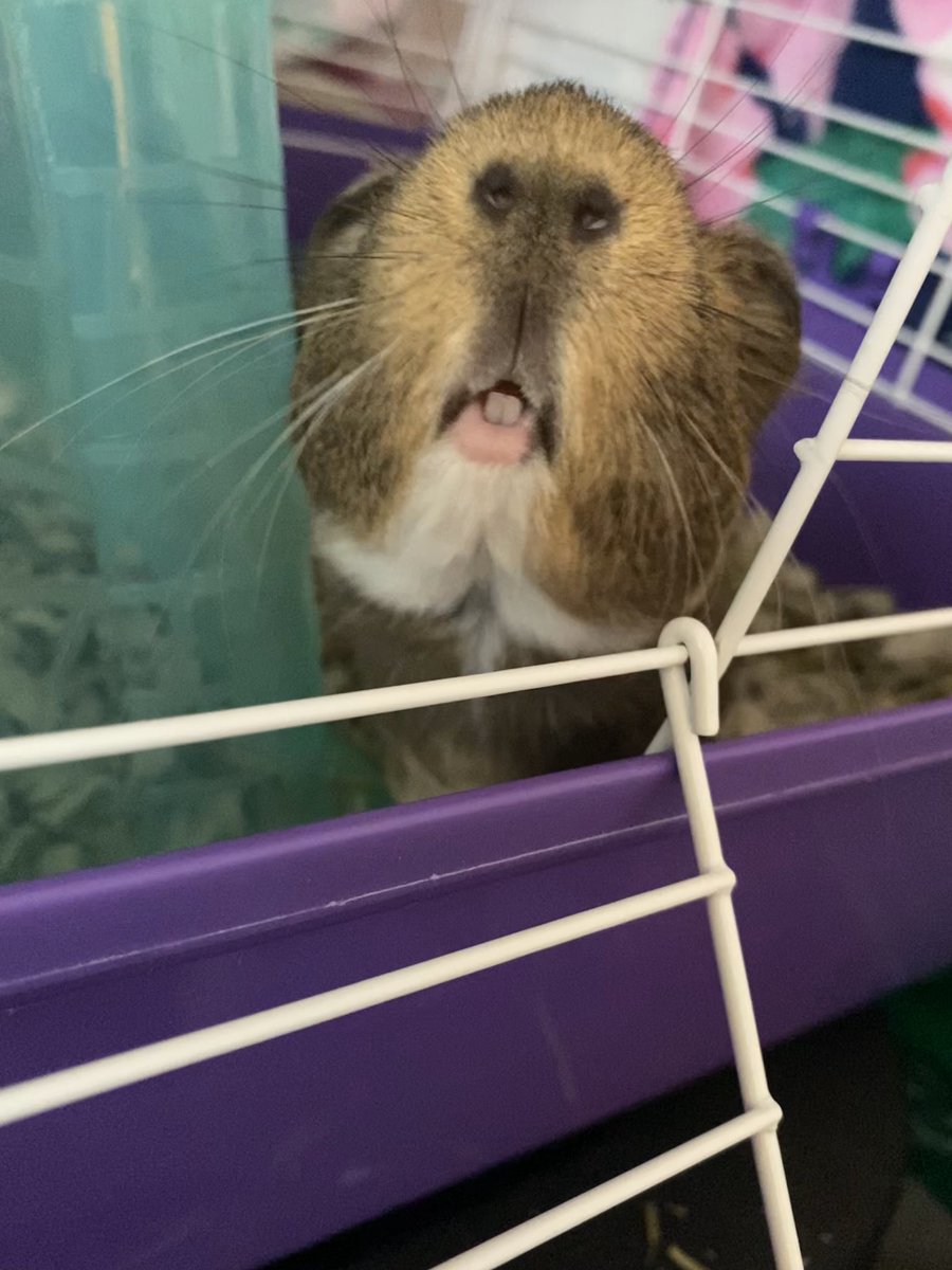 _allylain_'s tweet photo. ♥️♥️ (those little teeth😍) https://t.co/gnlSp7yufM