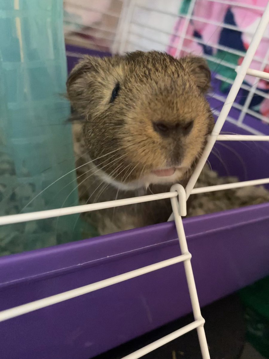 _allylain_'s tweet photo. ♥️♥️ (those little teeth😍) https://t.co/gnlSp7yufM