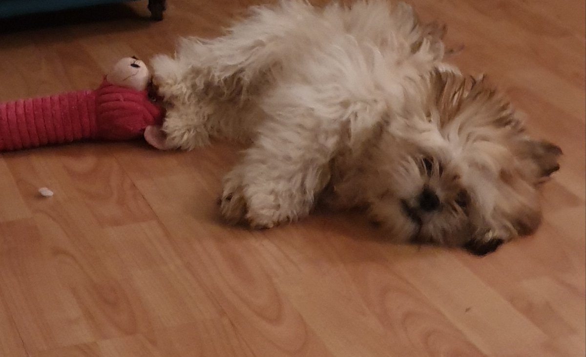 Wirral Dogs tweet media