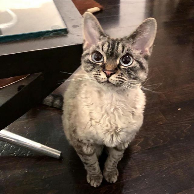 Hello Maisy 😻
.
.
. 📷 @camdencats #catsitting #catinaflat #catoftheday #bestjobever
.
.
.
.
.
#catsitter #londoncats #camdencats #stripycat #catstagram #catsofinstagram #cornishrex #devonrex #cornishrexofinstagram #cornishrexcat #camdencats ift.tt/371BzJd