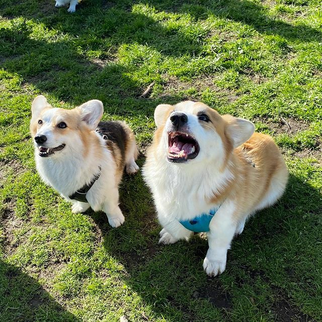 pancakescorgi's tweet photo. “Just take the photo already, mahm!” #impatientcorgi #nomorephotos 🐶 😤
.
.
.
.
.
.
#corgisofinstagram #corgi #corgination #dogsofinstagram #corgisofinstagram #corgi #corgination #dogsofinstagram #humpdayvibes #wednesday #friyay #humpday #corgimeetup #photoop #tiredofposing #… https://t.co/cvsXMVEpDy