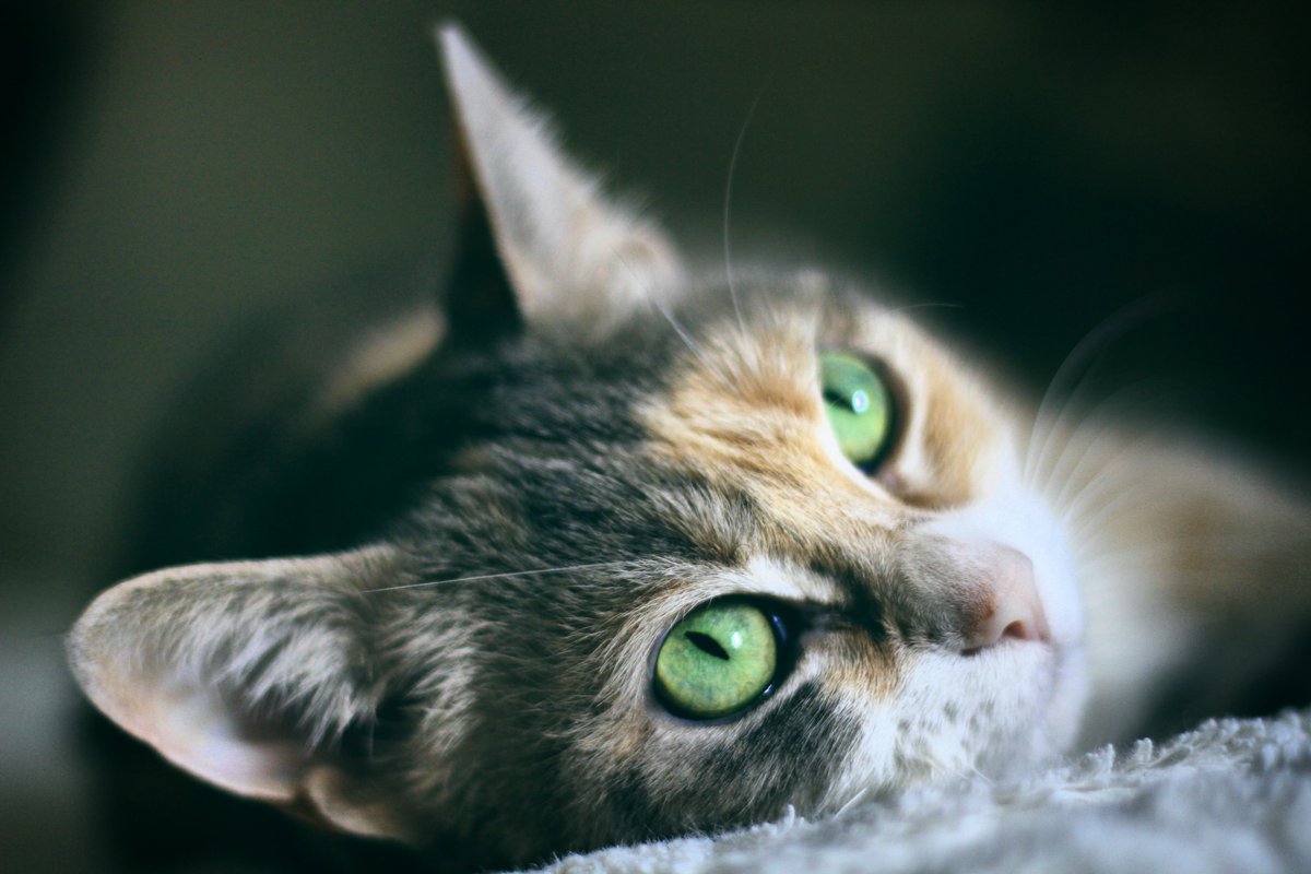 Lerefs143_'s tweet photo. Ces yeux 😍🐱👀
.
#photography #catslife #CatsOfTwitter #canon #50mm #lerefs https://t.co/2LCSrV6m30