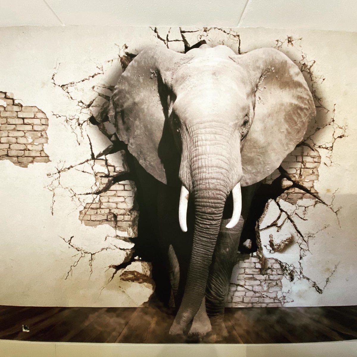 Wat is jouw lievelingsdier?
Fotobehang van ieder dier op maat gemaakt en geplakt door ons!
#kinderkamer #behang #diy
#walldelivery #fotobehang #vtwonen #zeewolde