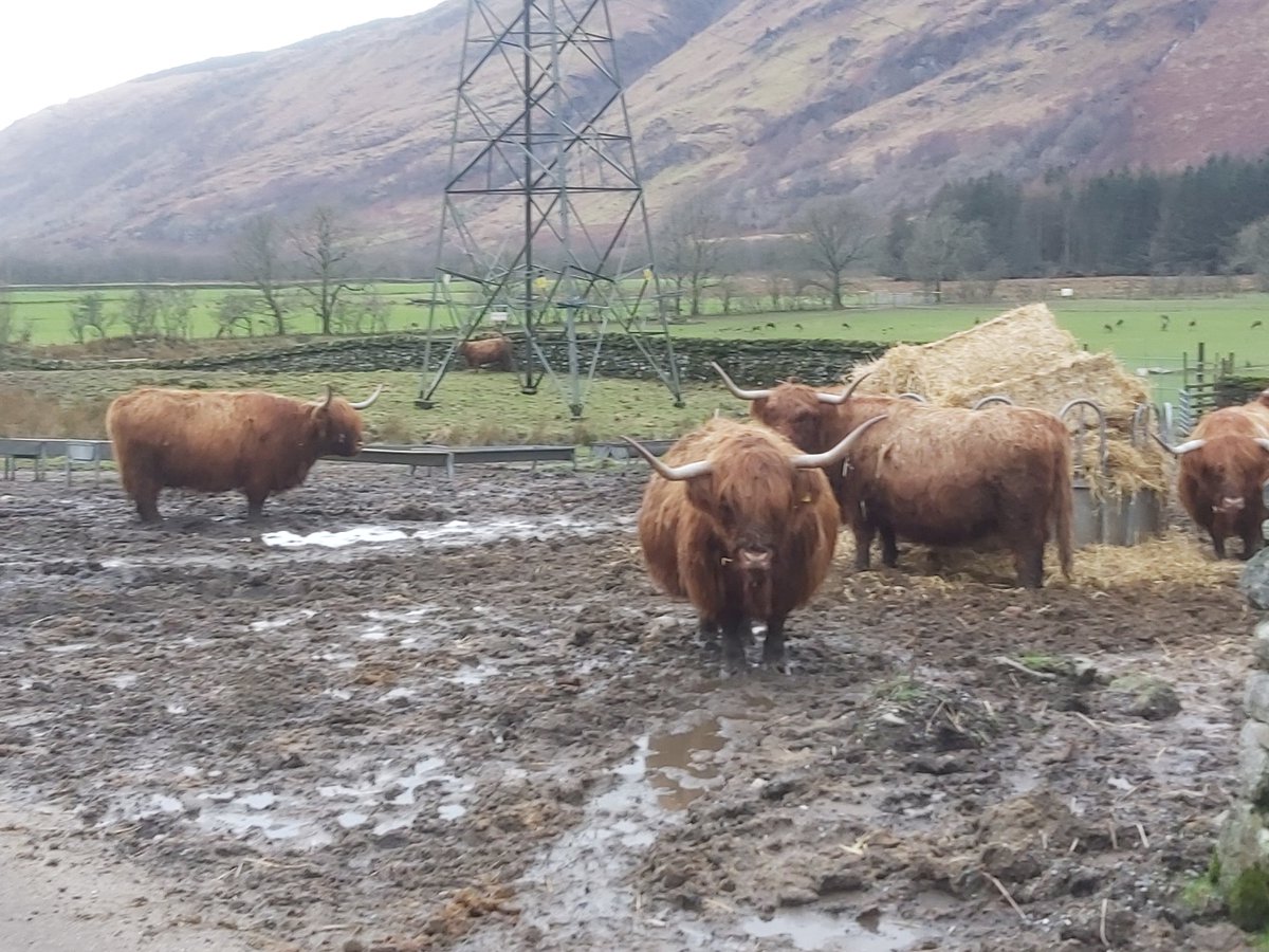 Went for a jog past <a href="/FyneAles/">Fyne Ales</a> and bumped into these beauties #highlandcoos