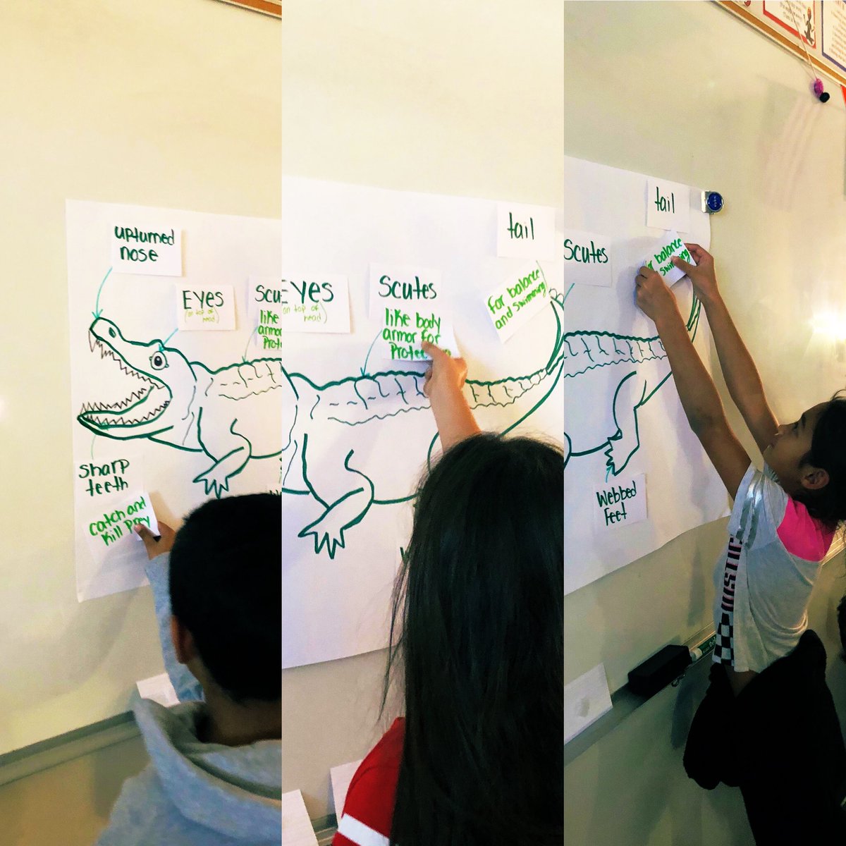 #SharingThePlanet line of inquiry “structure and function” is helping us investigate this sneaky organism! 🐊 #1LISD #LifeAtGHE <a href="/GrandviewPYP/">Grandview Hills</a>  <a href="/LISDLaceyD/">Lacey Delgado</a> <a href="/ibpyp/">IB PYP</a>