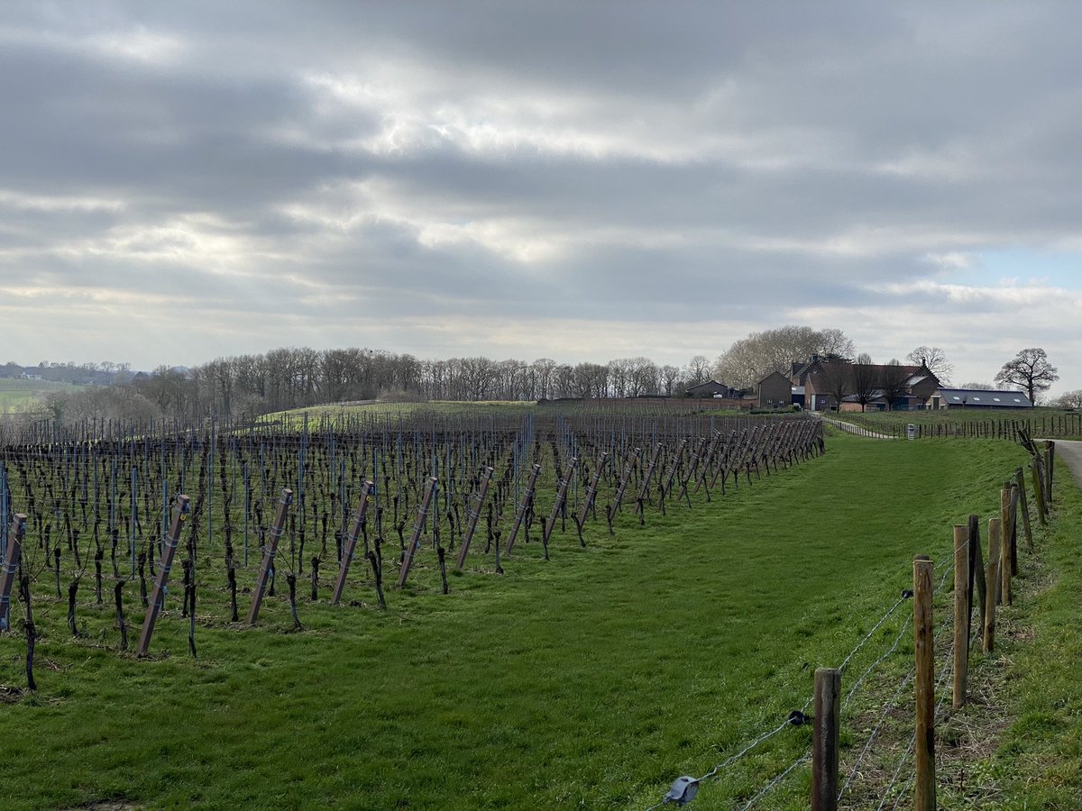 Who’d have thought I’d be visiting vineyards in The Netherlands??