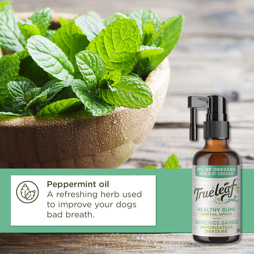 trueleafpet's tweet image. Healthy Gums Dental Spray is made with two primary plant-based natural ingredients to help freshen breath and prevent plaque build-up. This is a great addition to your dogs daily oral care routine. #petdentalmonth #oreganofordogs