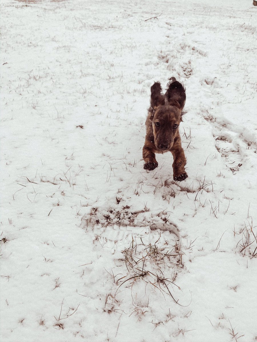 SarahMorrison47's tweet photo. A few shots of my little weenie playing in the snow,, those ears 😍 https://t.co/KX8yKsSElT