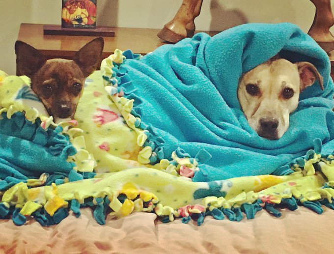 We have a very particular ritual at night and they need to be tucked in and swaddled just so or they<a href="/tag/dogsoftwitter"class="tags"><span>#dogsoftwitter</span></a>
