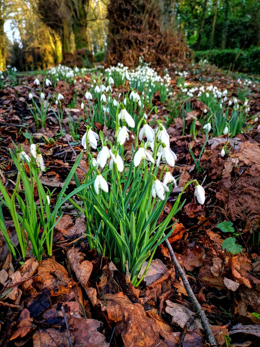Gooseberry Gardens tweet media