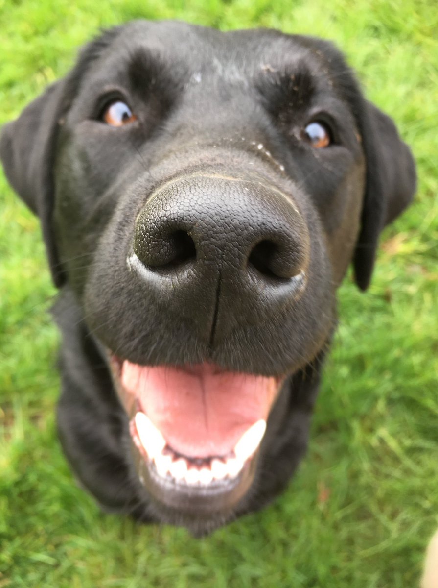 Another brown eyed girl - it's Clara!
Clara is sat on the grass, dazing up at the camera, with her mouth open smiling. She is a black Lab.