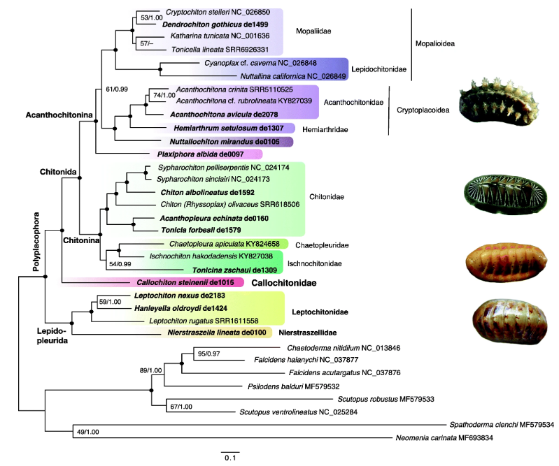 SystBio_UU's tweet photo. Check out @IkerIrisarri et al: "A mitogenomic phylogeny of chitons (Mollusca: Polyplacophora)" now in BMC Evolutionary Biology!
Link: https://t.co/ZwY5rr6O0u

#SystBioPaper #Phylogenomics #Mollusca https://t.co/gqix2nrYZb
