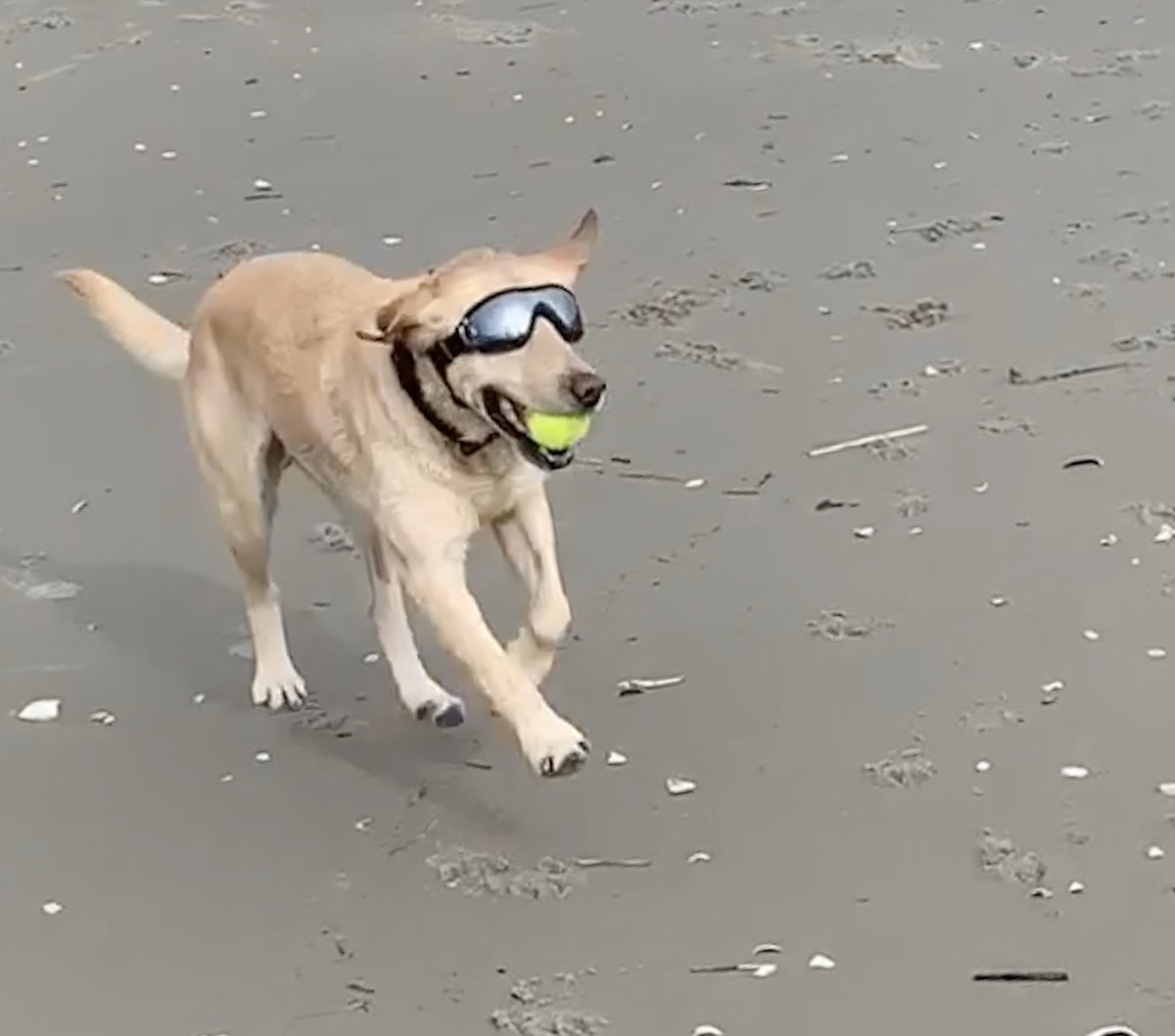 Enjoyed a day off at the beach last week. Loving my new shades 😎 #tennisballtime #beachfun