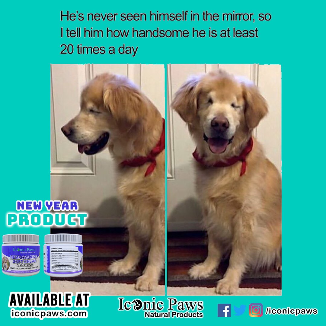 IconicPaws's tweet photo. Isn't cute?

🔴 Follow @iconicpaws for more awesome dog posts and products. 

🔵 Make your doggy healthy and active all the time.

✅ Visit 👉 https://t.co/dQufRQArp3 for healthy dog products ❤ 

#dog #dogs #iconicpaws #dogfunny #dogfood #dogsfood #ilovedog #ilovedogs https://t.co/JauXBtTwck