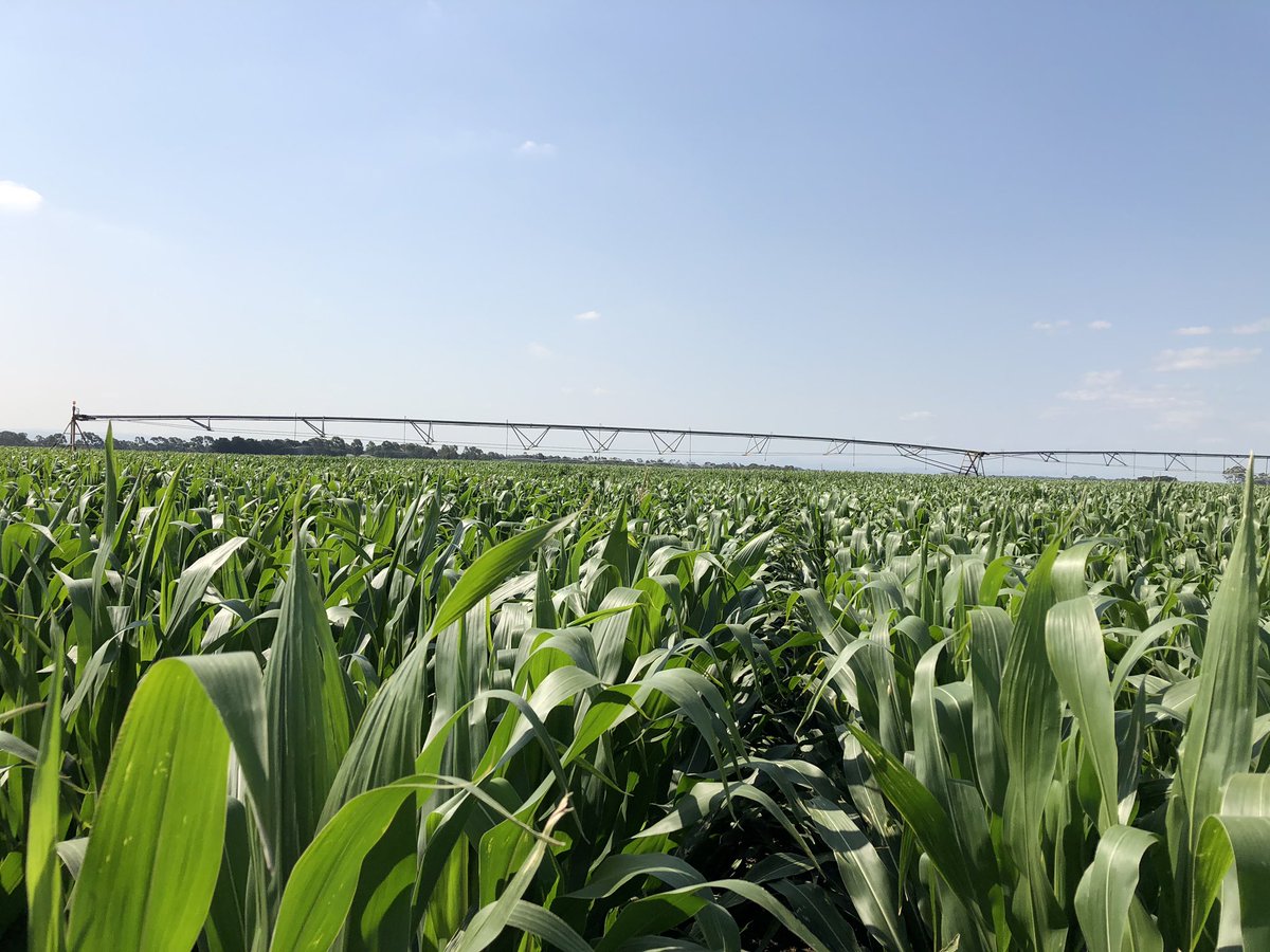 RPAgronomy's tweet photo. #PAC606IT doing its thing in the Toongabbie district.
Loads of potential remaining in the season yet ๐ฝ #moochew
#FieldOfDreams https://t.co/DIPDGNvkqD