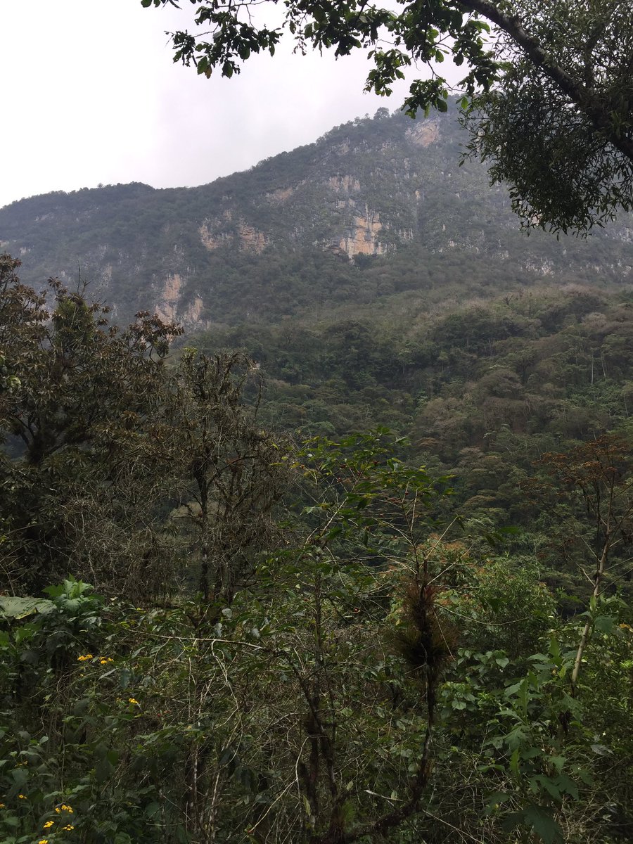 Buno_mx's tweet photo. ¡Seguimos trabajando la cosecha rica! Ahora con los compas mazatecos: Buna resonará a bosques indígenas https://t.co/XA3RKRI6Nk