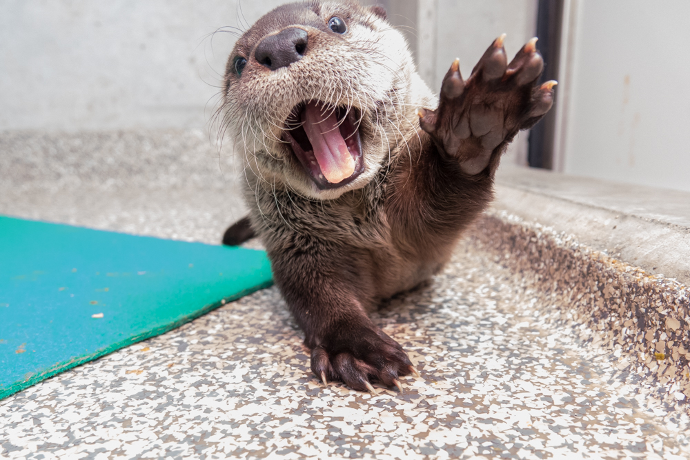 OregonZoo's tweet photo. Send pups
#PostThePups https://t.co/8uk64IJCM3