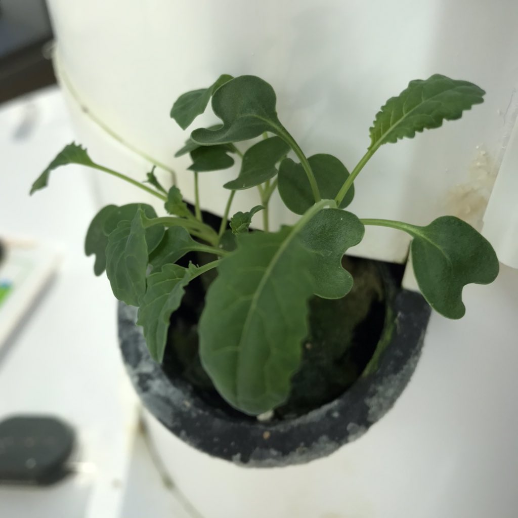 BethanyHopeCtr's tweet photo. Veggie of the Month : leafy greens! This is exactly what we grow year-round in our garden towers! 

#gratitude #ittakesacommunity #bethegood #freshfoodmatters #foodisfeul #nourishyoungminds #nourishfamilyfoodcentre #compassioncommunitychange #supportlocal #YOW #Ott #Ottawafoodies https://t.co/MOL9RElcoz