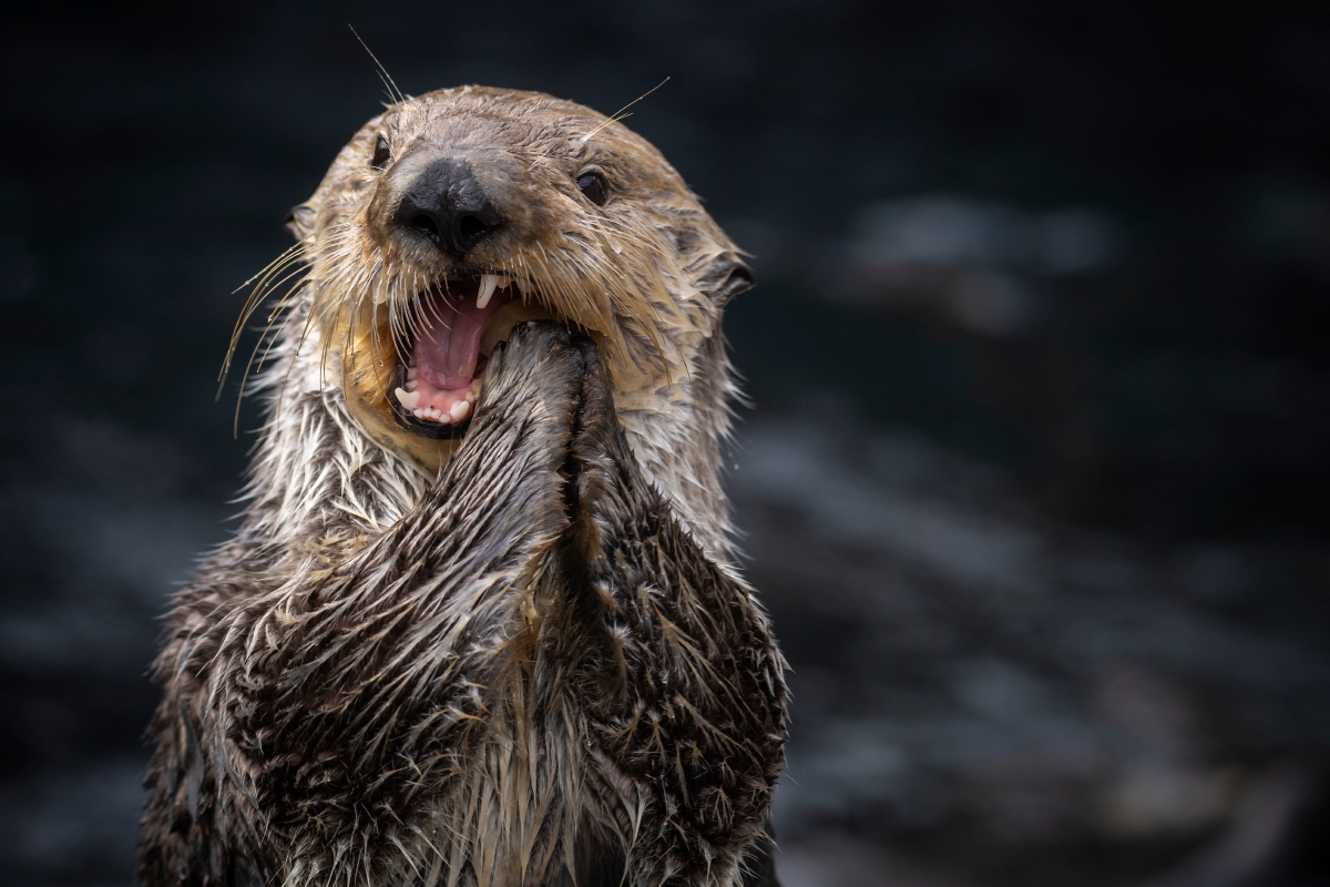 Ivy the sea otter at the Monterey Bay Aquarium with mouth open chomping on a clam pop