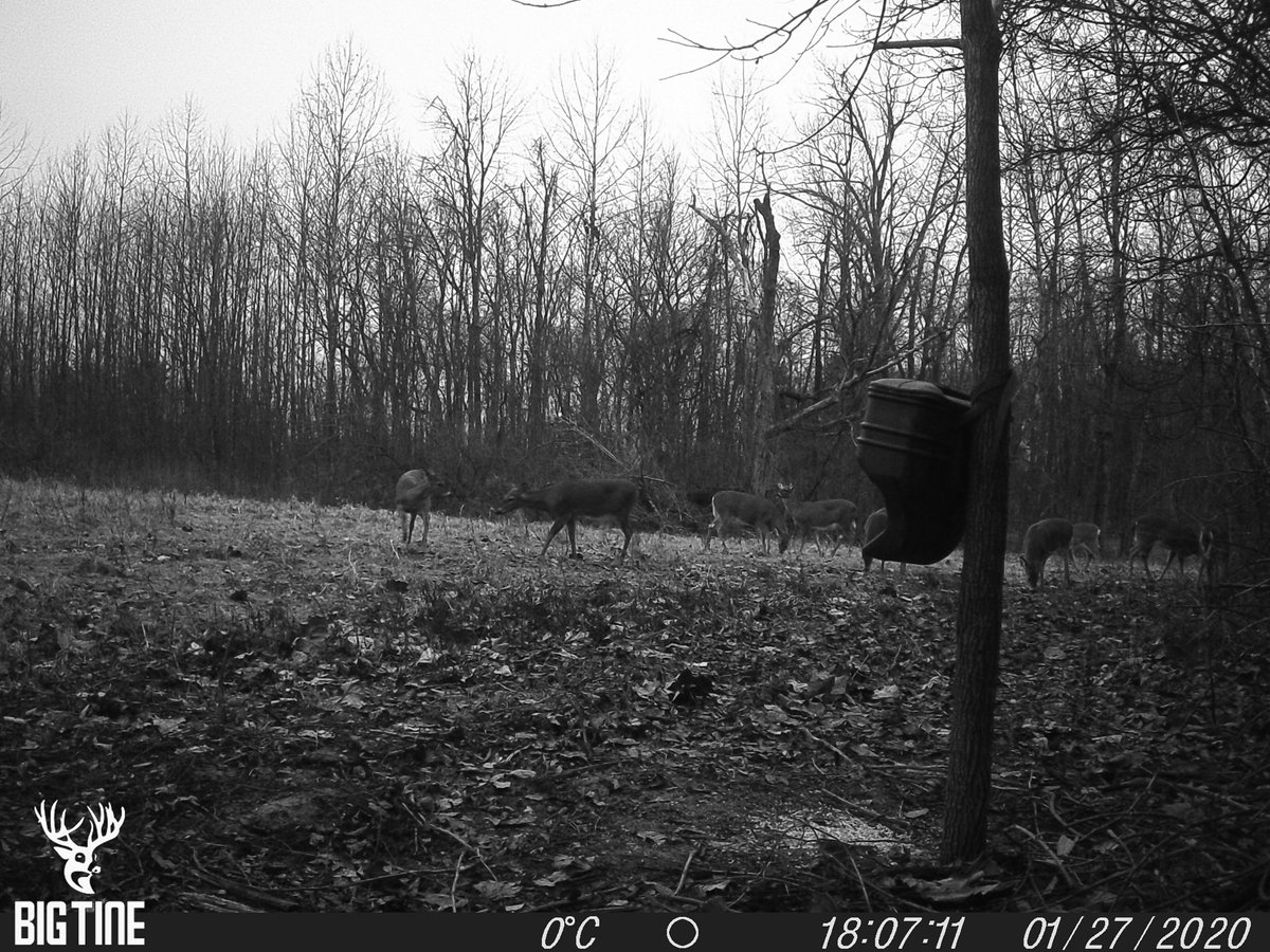 thedeerbarn's tweet photo. Why we do what we do. @WhitetailIns clover field. https://t.co/IuNgjxVdNu