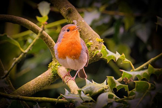 I think this little fella wanted his photo taken!
•
•
•
•
•
#robin #bird #birds #wildlifephotography #wildlife #lr_wild #fujifilm #fujifilmxt3 #holly #winter #posing #redbreast #cotswolds #cotswoldwildlifepark #dayout #birdwatching #birdsofinsta … ift.tt/383AjGy