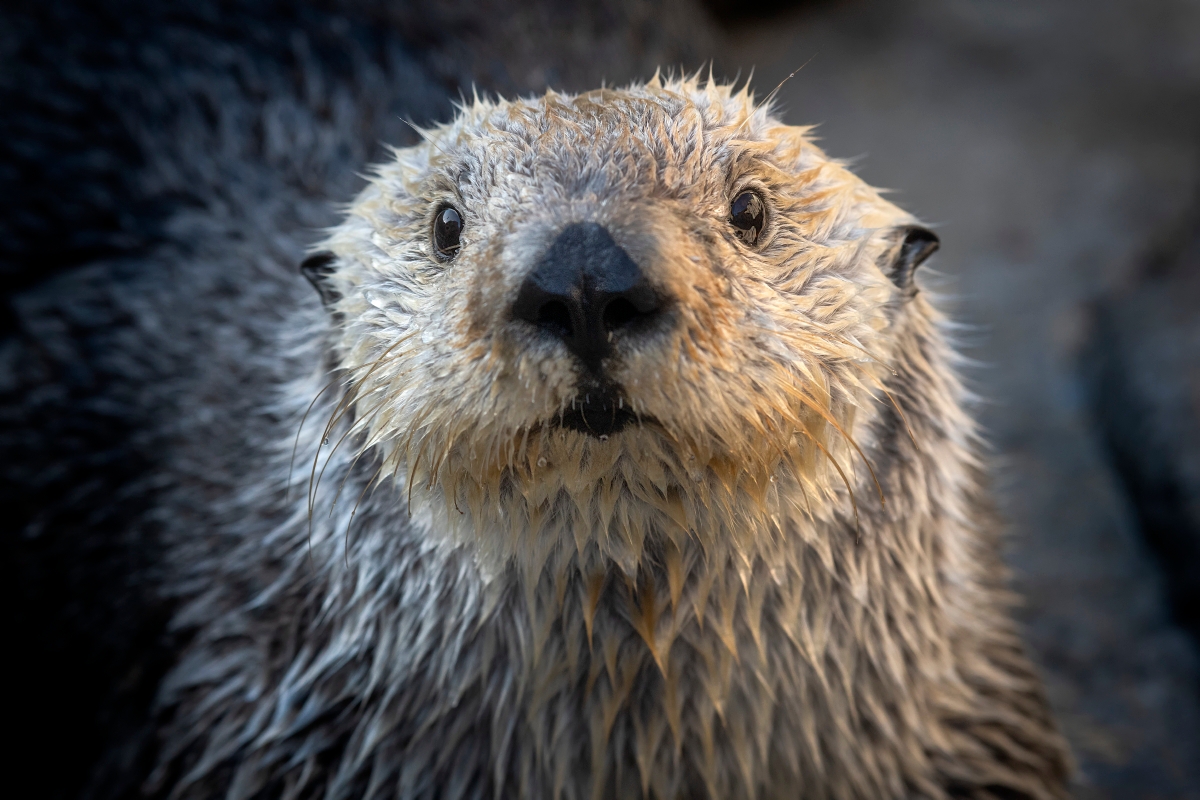 Ivy the sea otter at the Aquarium