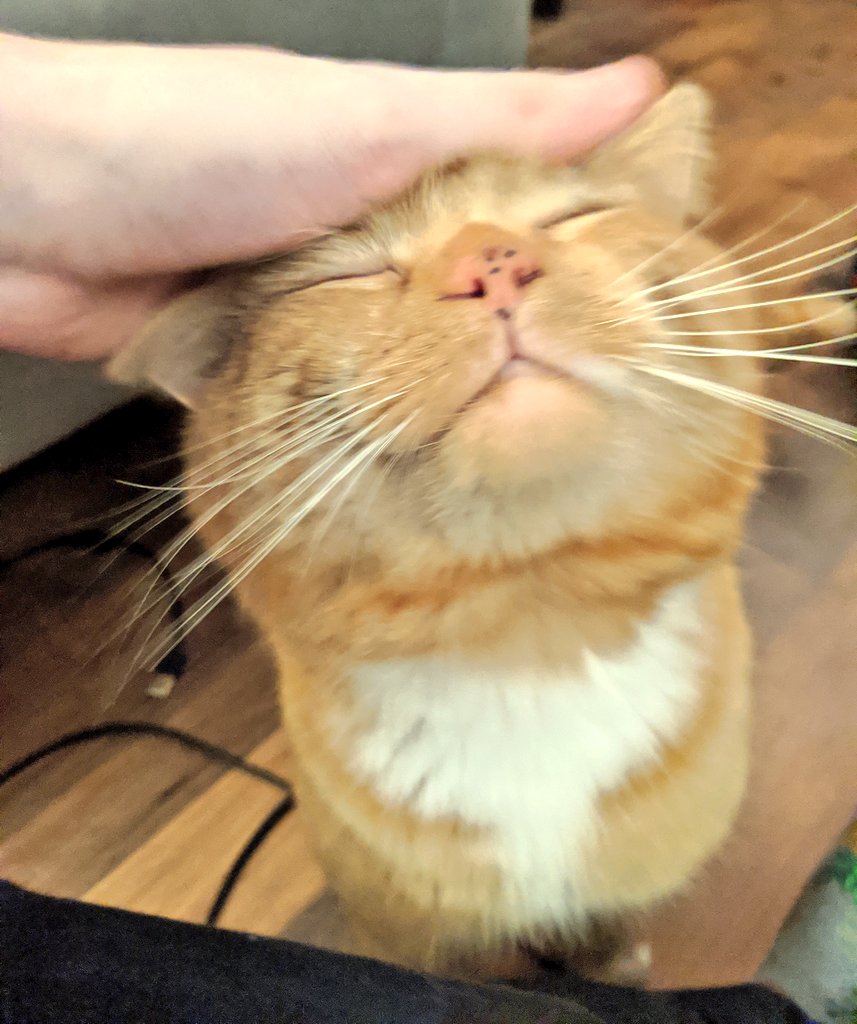 thegoodcatboy's tweet image. IM AN HAPY BBOY
