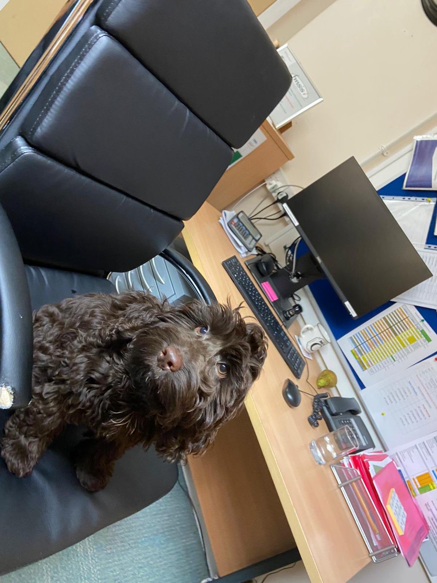 haw_dudley's tweet photo. Mr C who? ... #headdog https://t.co/4NEMRsDntS