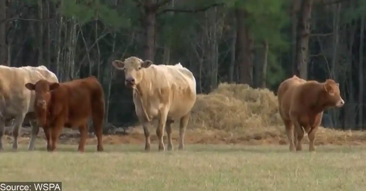 A Georgetown County sheriff's deputy's K9 bit a cow and had to be Tased, and then the cow went after the deputy.