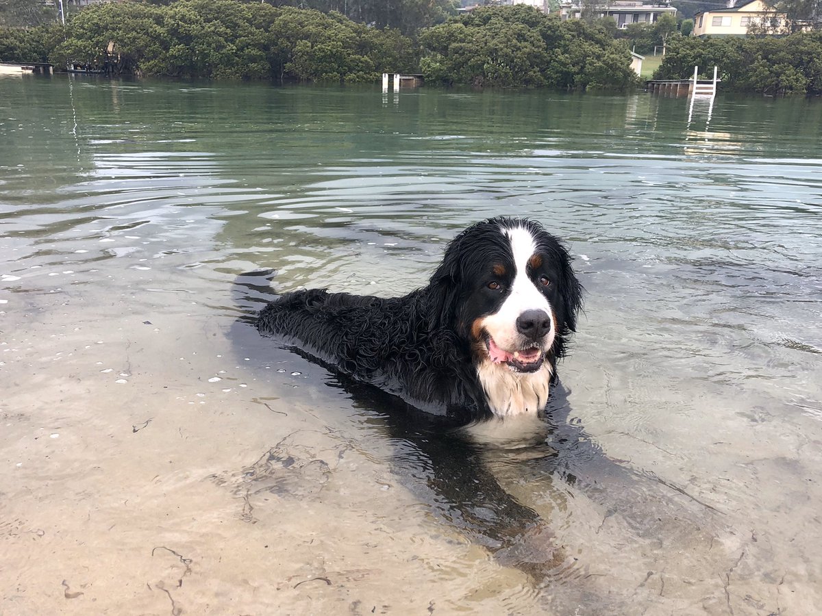 benomara's tweet photo. #Mabel enjoys a wallow: #Tomakin #Rosedale @gemcarey https://t.co/vT19qu78Sb