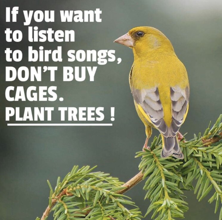 We need to start re planting and stop chopping down remaining habitats #birds #auspol2020 @DanielAndrewsMP #AustralianBushfireDisaster #trees @ScottMorrisonMP @GladysB @LilyDAmbrosioMP @Matt_KeanMP @sussanley