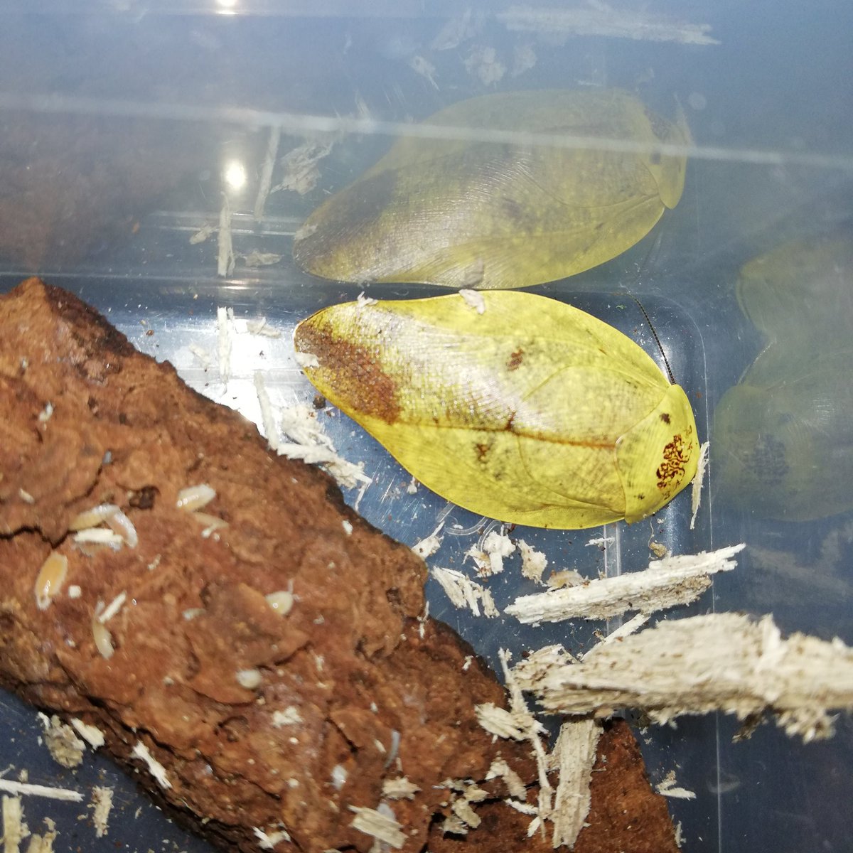 InvertebratesOf's tweet photo. Gyna lurida "Yellow"
#animals #animal #fauna #pet #zoology #bug #invertabrate #arthropod #arthropods #arthropoda #insect #insects #insectagram #roach #cockroach #schaben #svab #blattodea #terrarium #vivarium #terraristik #bioactive #nature #gyna #yellow
#africa #czech #虫 https://t.co/71RpWbXkd1