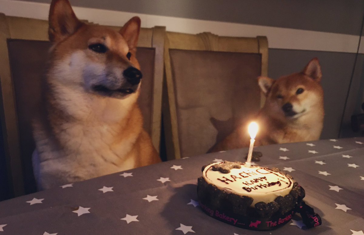 shopshiba's tweet photo. happy birthday to hachi! 9 today!!! https://t.co/VKI3t8XWxF