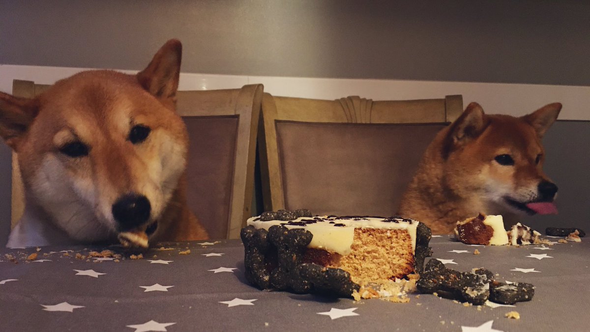 shopshiba's tweet photo. happy birthday to hachi! 9 today!!! https://t.co/VKI3t8XWxF